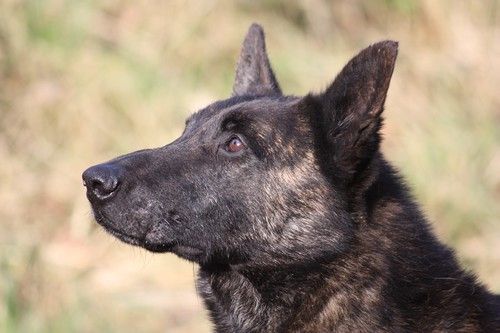 CH. Beer (Sans Affixe)