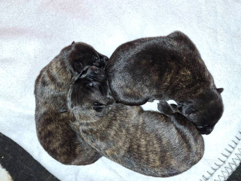 of Saint John's - Chiots disponibles - Berger hollandais