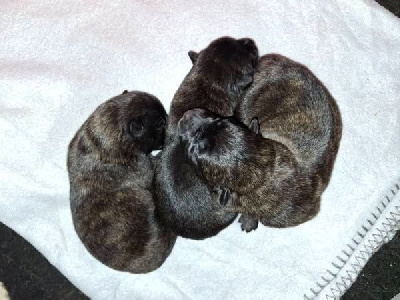 CHIOT