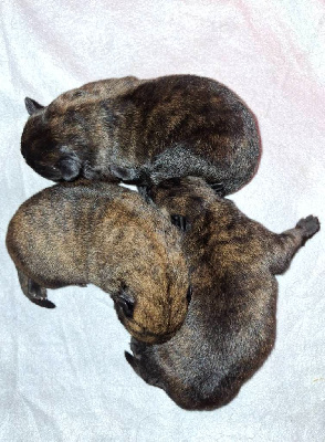 CHIOT