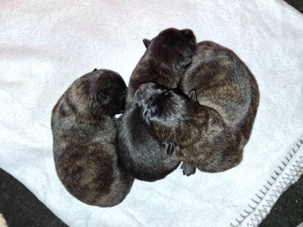 of Saint John's - Chiots disponibles - Berger hollandais