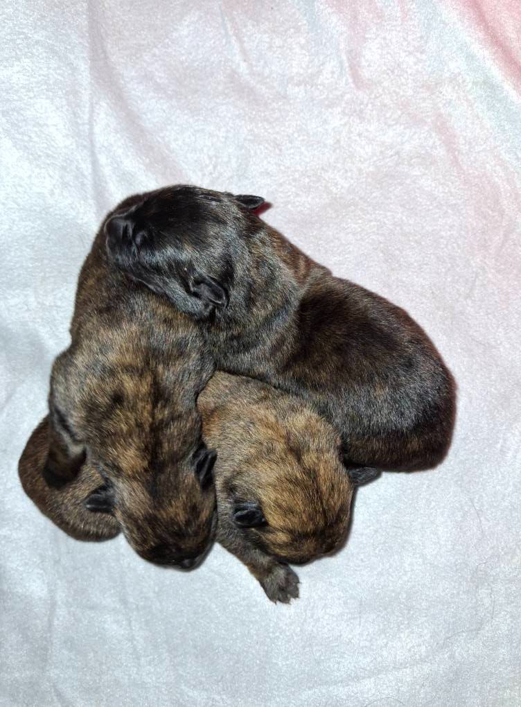 of Saint John's - Chiots disponibles - Berger hollandais