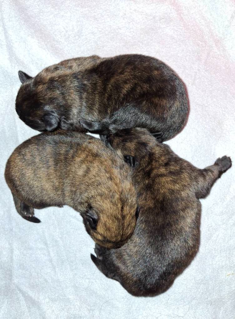 of Saint John's - Chiots disponibles - Berger hollandais